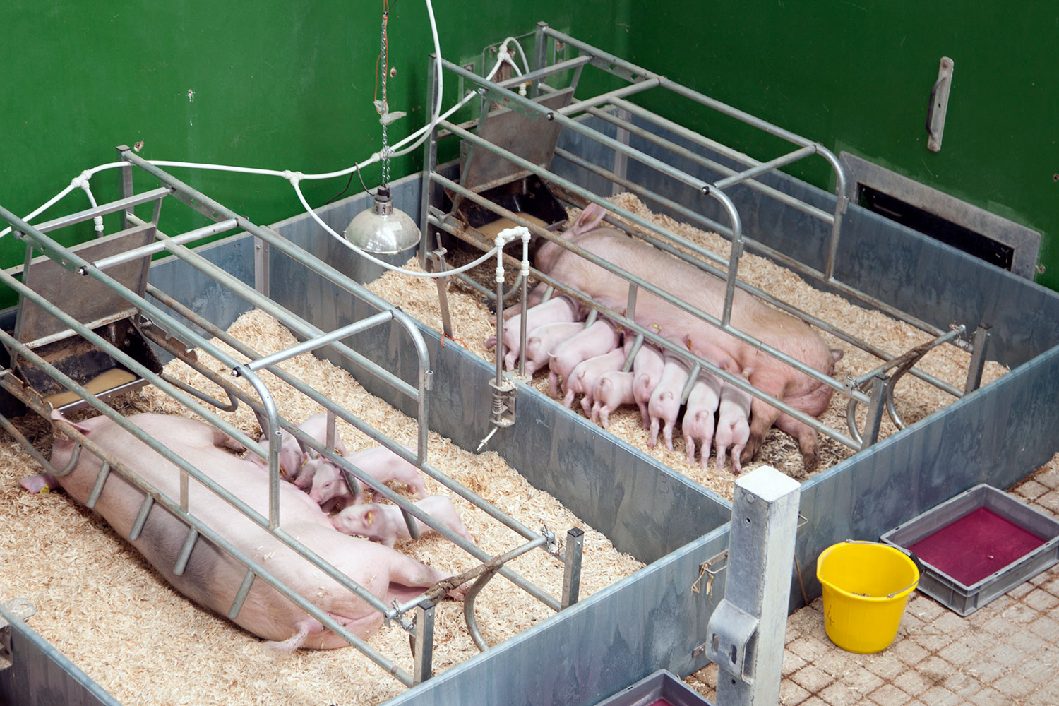 Farm Animal CRO Facilities Drayton Animal Health